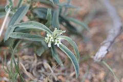 Enicostema axillare